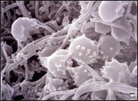 �������� ���������� ������ ����