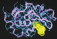 �������� ���������� ������ ����